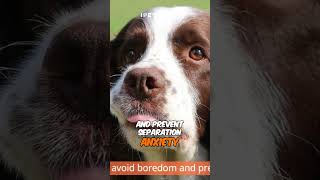 The Energetic Watchdog Springer Spaniels  Temperament #shorts #dog #dogbreed