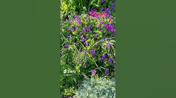 آيات بينات من سورة طه، تلاوة شريف مصطفى.
