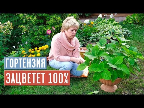 ХОЧЕШЬ ШИКАРНОГО ЦВЕТЕНИЯ КРУПНОЛИСТНОЙ ГОРТЕНЗИИ? СМОТРИ ВИДЕО! / Садовый гид