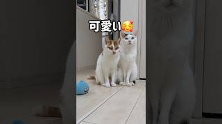 ママの近くが好きな男子チームが可愛すぎる! #shorts