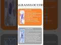 Agranulocytes #foryou #science #viral #biology #trending #boardexam #education #facts #eid