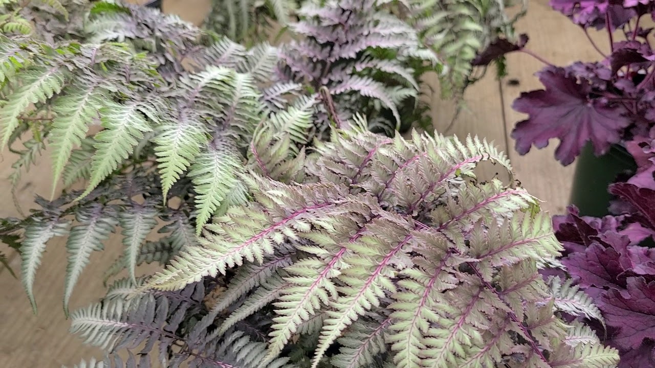 Athhyrium pictum (Japanese Painted Fern) // COLORFUL foliage for shade