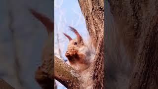 Is the red squirrel the best type of squirrel in the world?