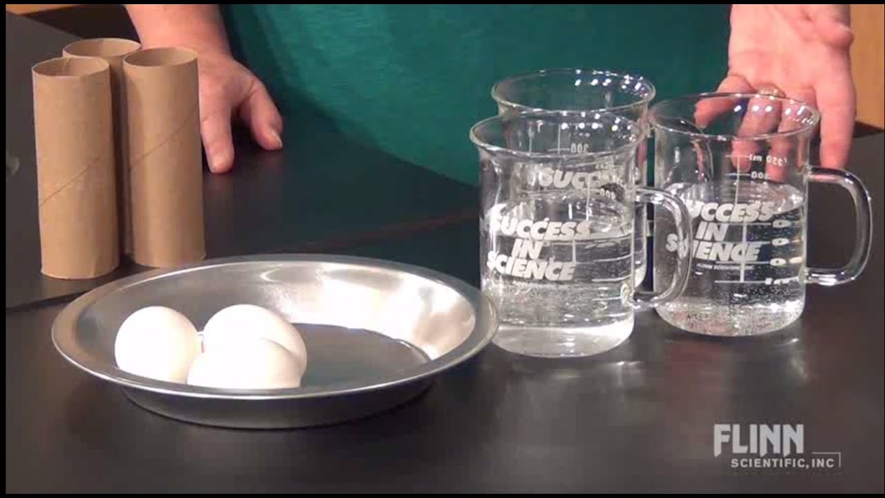 Dramatic Diving Eggs YouTube