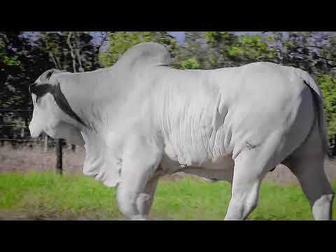 LOTE 06   IMPR192 zap