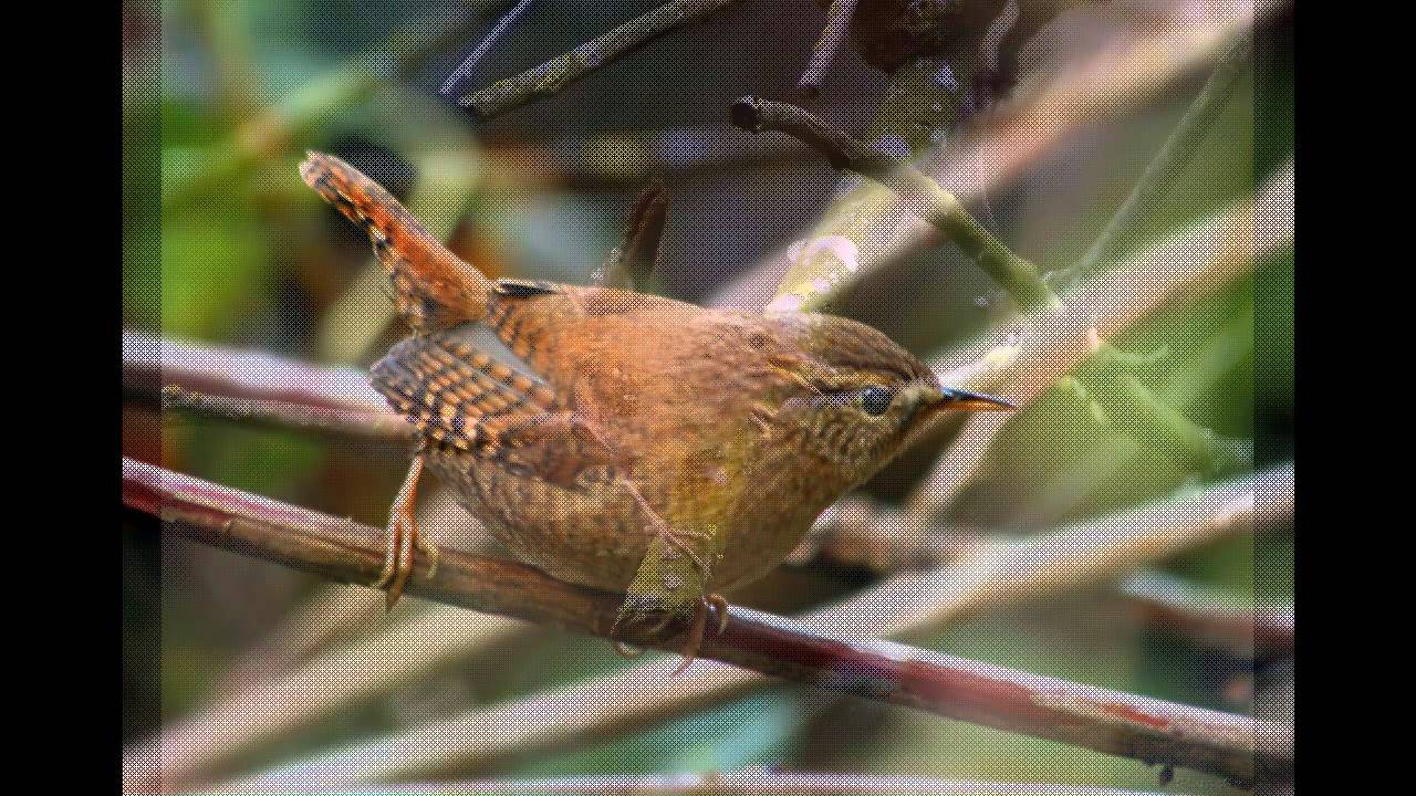 Голоса птиц - Крапивник  ( Troglodytes troglodytes)