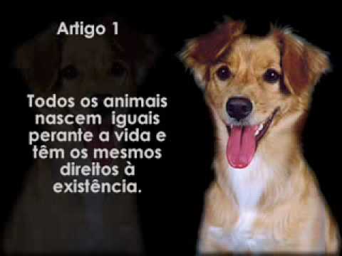 Resultado de imagem para direitos dos animais continua