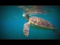 Shams Alam 4* Underwater - Marsa Alam - Egypt 2013 - PART1