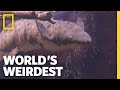 Underground Survivalist Fish | World's Weirdest