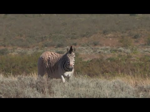 Video: Vad är quagga zebra?