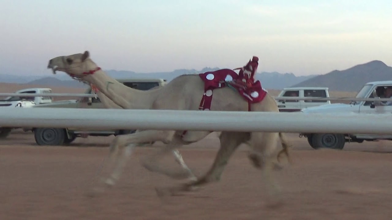 الشوط الرئيسي للقعدان المفاريد 2كم(المحيط)لـ مفلح حمدان الحويطي 1440/12/1هـ