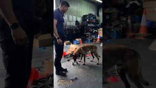 media generation malinois 60 tiny metal article 0 0a2996bb 752b 456c a94a 13dcf01dc29a