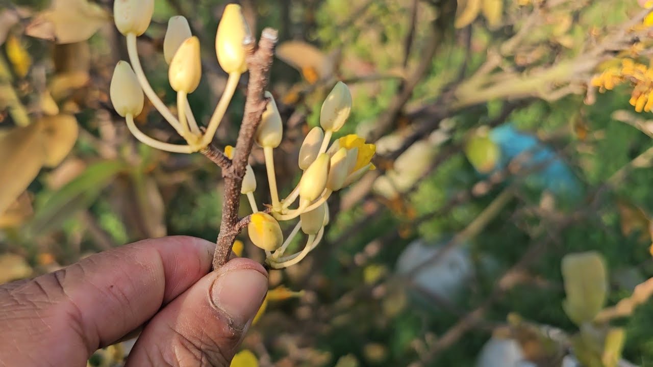 2/3 Rước Thợ nhứt xuống cây Đột biến rin nụ màu hạt nếp