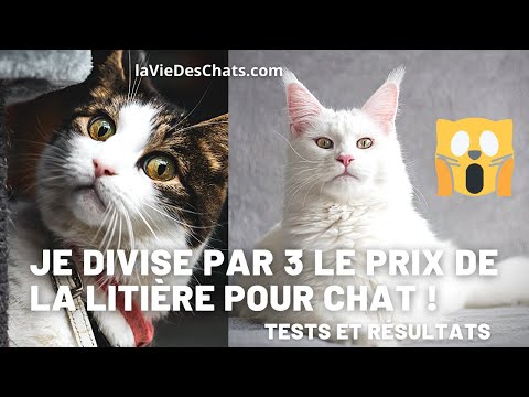Vidéo: Mon chat approuvé: la meilleure marque de litière pour chat naturel
