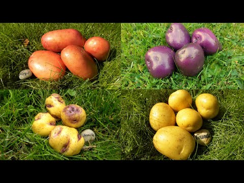 &#039;Knollenlatein&#039;: mfr, vfk, ssp… 🥔 Geheimcode für den Kartoffelanbau?