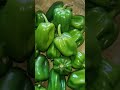 organic mini Simla mirch #frash #organic #shortvideo #food short ☘️💞