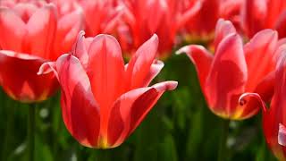 Red Tulip Flowers Blowing In The Wind Free Background Video Clip | Various Background Clips