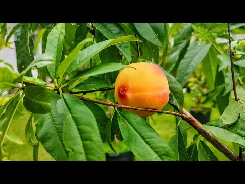 Vídeo: Pêssegos Sem Morango - Como Cultivar Um Pessegueiro Sem Morango