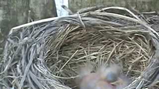 Baby bird opens beak screenshot 5