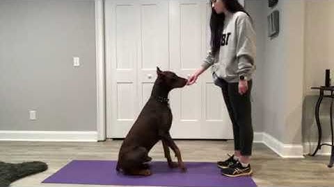 Riley Canouse, Lesson 4, Exercise 4.4, Shaping New Trick "Shake"