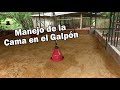 MANEJO DE LA CAMA EN EL GALPON