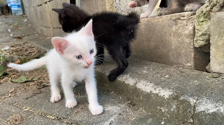 Video 4945511: tabby cat, persian cat, stray cat, cat meowing, kitten cute beautiful, beautiful kittens living, cat food, adorable cats, kitten funny