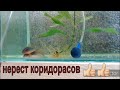 Нерест золотистых сомиков(Corydoras aeneus)