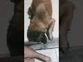 anh chị xem nè
