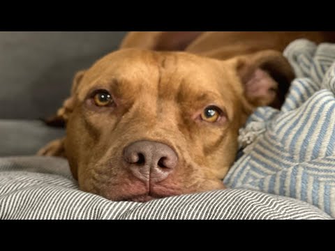 I adopted pitbull no one else wanted. Here's how that went.