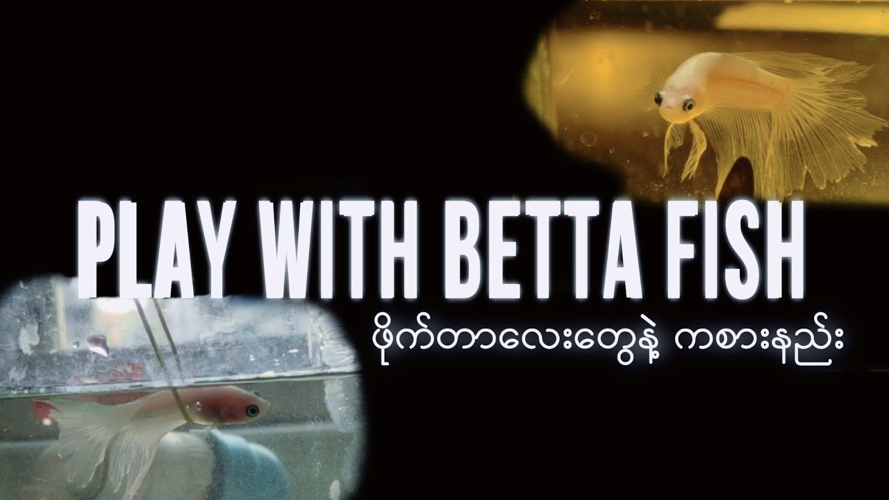 How to play with betta fish ( ဖိုက်တာငါးလေးတွေနဲ့ကစားနည်း)