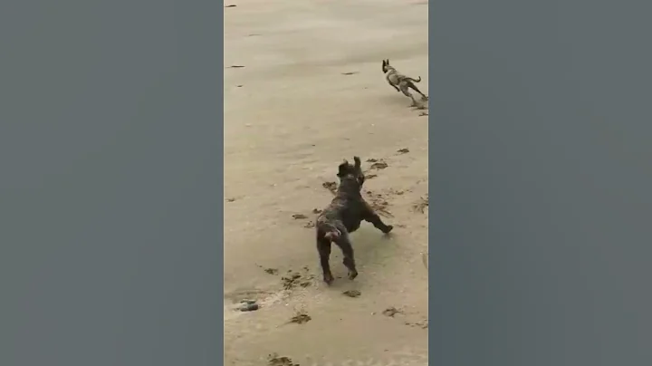 RACING on the beach! Archie literally runs rings around Ted 🐕🐶 #shorts