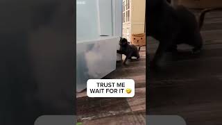 Relaxed Cat Plays Like Crazy - Daily Cat Final Twist