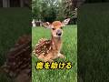 鹿を助けたら最後やばいことに、、#動物 #鹿 #ペットのいる暮らし #ペット