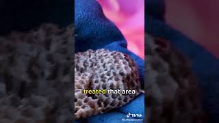 Close Up of Wasp Nest and Wasp Larva | #shorts