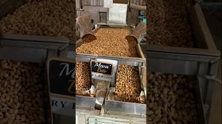 INDIA'S MOST HYGIENIC Almonds Processing Factory😱😱 1 करोड़ रुपये के 20,000 किलो बादाम😳😳