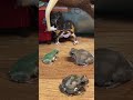 豆太郎にビンタされた子ガエルがドン引きした瞬間