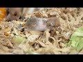 もう頑張らなくても、、、ちびちゃん、、、
