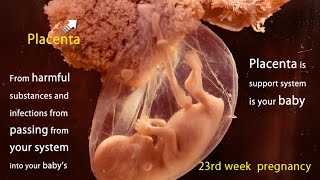 23 Weeks Pregnant: Watch the Movements of Your Baby screenshot 3