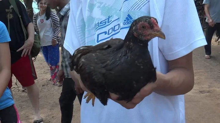 Chicken Head Tracking