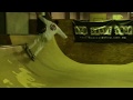 Santa Cruz at OCD Skate Shop