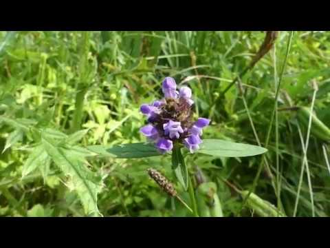 How to Identify Selfheal