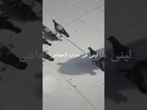ليتنى فى سرب الحمامى الحرم يا أناشيد اللهم سرب الحمام