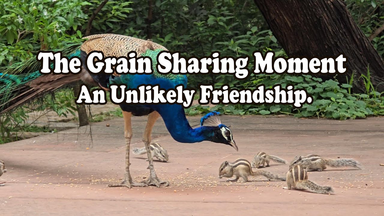 The Grain Sharing Moment: An Unlikely Friendship.