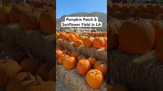 Pumpkin patch on a SUNFLOWER field 🌻 the cutest fall activity #la #thingstodo #activity