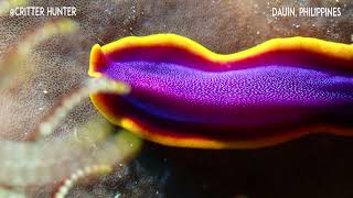 Pseudoceros ferrugineus | Project Nudibranch