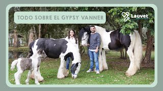 TODO SOBRE EL GYPSY VANNER | Características, temperamento y cuidados  Lauvet