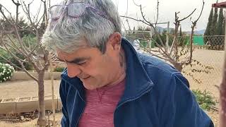 Injerto de enchufe de Nashi sobre peral