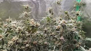 HOW TO TELL WHEN TO HARVEST? TRICHOMES, VISUALLY #plants #howtogrow #homegrown #plantcare