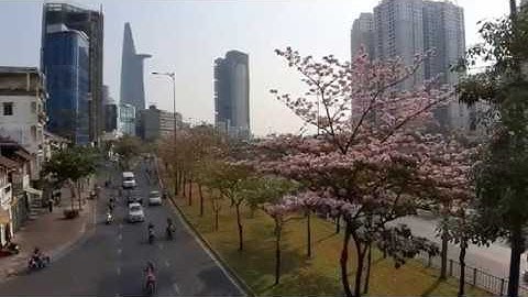 Hoa kèn hồng rực rỡ ‘đốn tim’ người đi đường ở TP Hồ Chí Minh