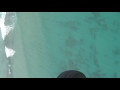 Thousands of Blacktip Sharks Pass through South Florida Waters